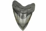 Fossil Megalodon Tooth - South Carolina #203035-1